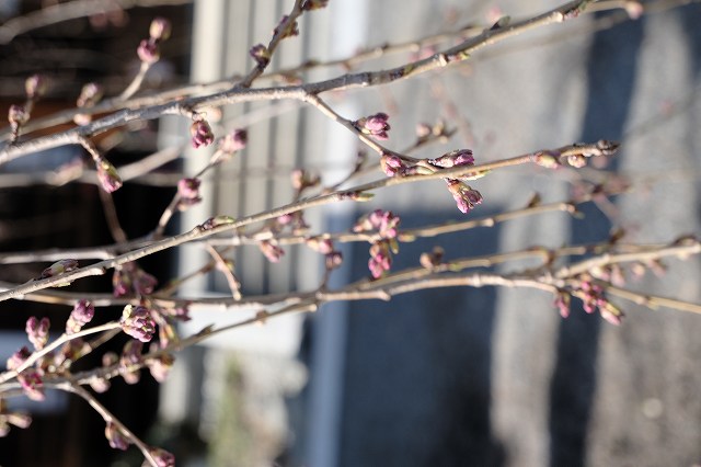 ���̊J�Ԃ���� 2022