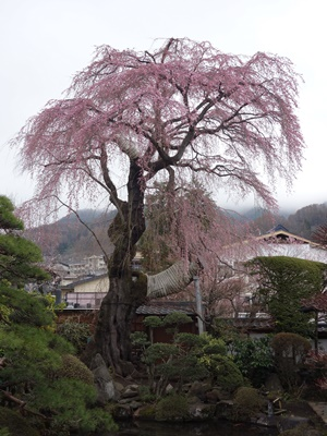 ���̊J�Ԃ���� 2016