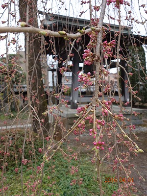 ���̊J�Ԃ���� 2016