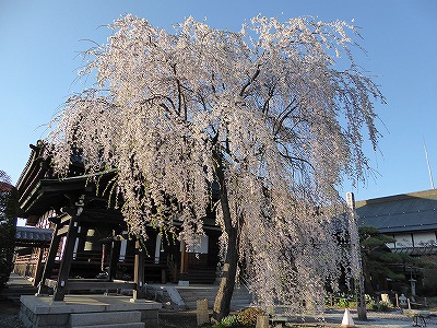 ���̊J�Ԃ���� 2016