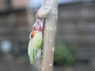 ���̊J�Ԃ���� 2014