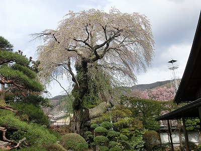 ���̊J�Ԃ���� 2014