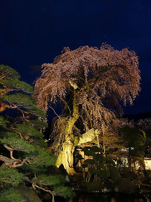 ���̊J�Ԃ���� 2015