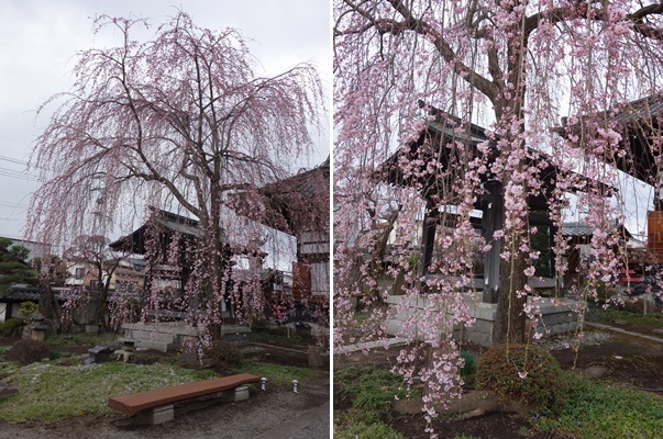 ���̊J�Ԃ���� 2016