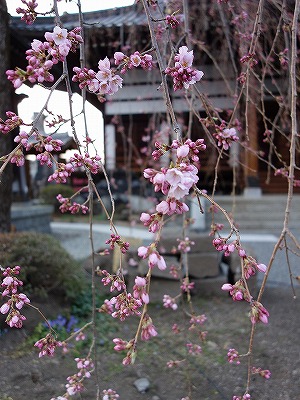 ���̊J�Ԃ���� 2019