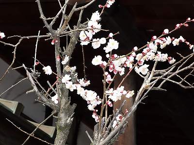 ���̊J�Ԃ���� 2020