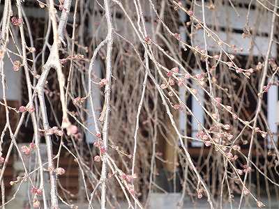 ���̊J�Ԃ���� 2020