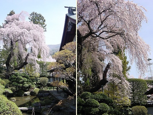 �}������̎ʐ^�W